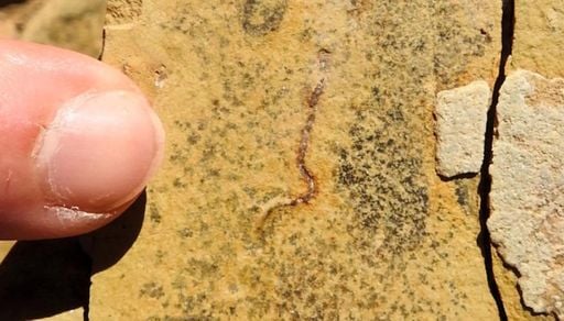 Estudo reinterpreta f&oacute;sseis brasileiros e revisa marco da coloniza&ccedil;&atilde;o do fundo oce&acirc;nico