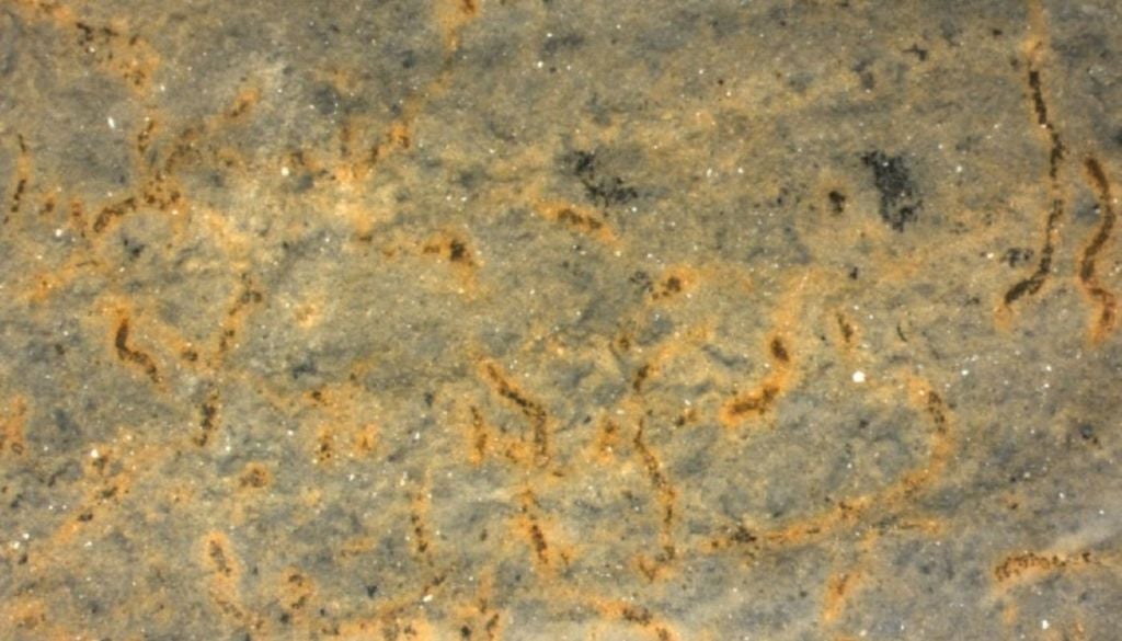 Filamentos fossilizados preservados em rochas do Grupo Corumbá, em Mato Grosso do Sul, formadas há cerca de 544 milhões de anos, no período Ediacarano. Crédito: Bruno Becker-Kerber
