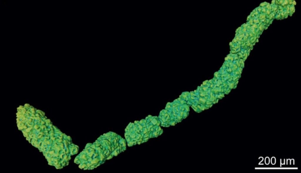 Imagem obtida por meio da técnica de zoom tomography, que permite visualizar fósseis em detalhes com resolução de até 20 micrômetros (0,002 cm). Crédito: Bruno Becker-Kerber