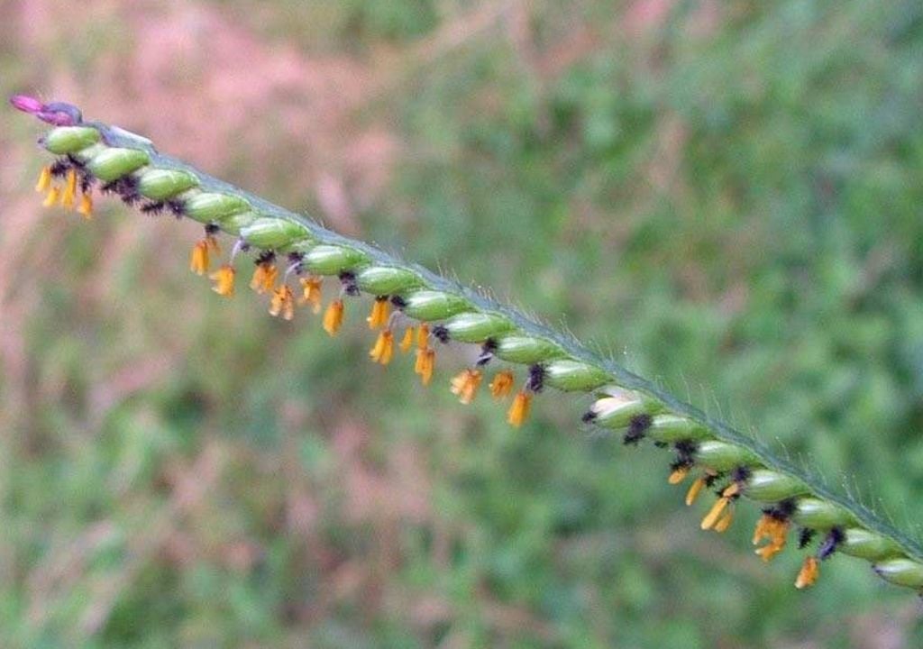Fruto da planta capim-braquiária, que vem preocupando pesquisadores. Foto: Sheldon Navie