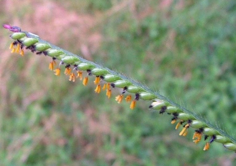 Novo estudo revela como esp&eacute;cie invasora compromete a &aacute;gua e aumenta o risco de inc&ecirc;ndios na Serra do Cip&oacute;, em MG