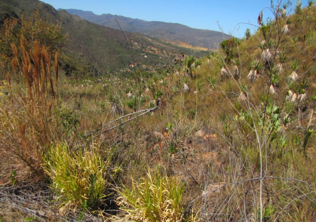 Relatório técnico detalha como o capim-braquiária altera a infiltração de água e afeta animais na Serra do Cipó. Foto: Geraldo W. Fernandes