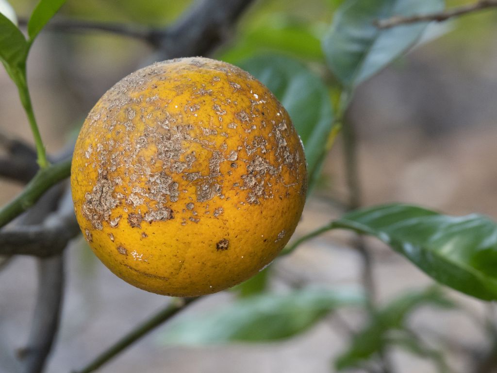 greening, citrico, laranja, São Paulo.