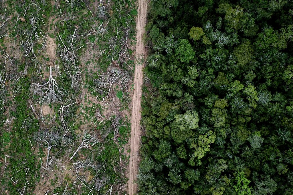 Amazonia, desmatamento, biodiversidade