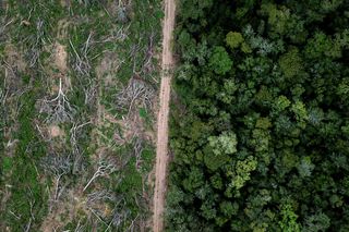 Sistema alimentar global impacta diretamente na biodiversidade do Brasil, segundo novo estudo