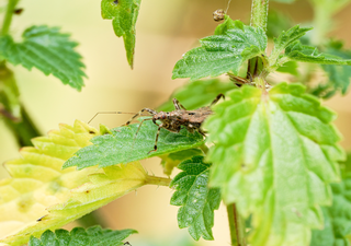 Estudo revela perda alarmante de insetos em ecossistema de montanha intocado