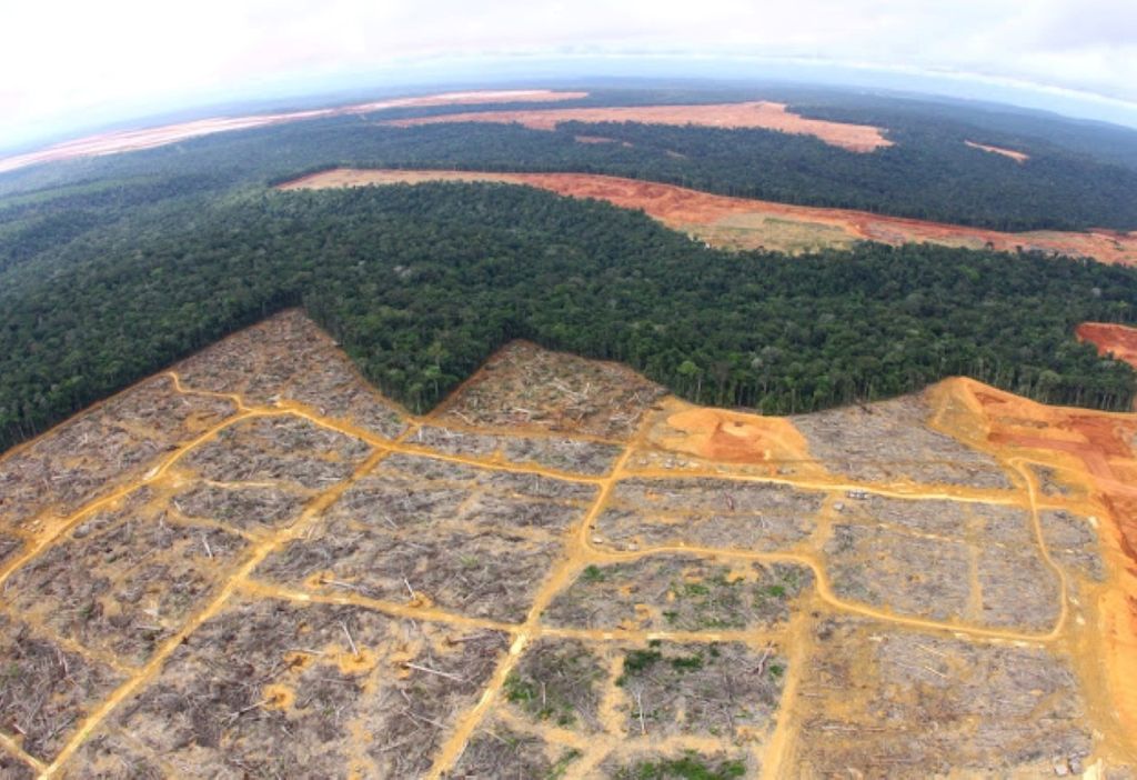 Desmatamento no Platô Monte Branco (Carlos Penteado/Comissão Pró-Índio de São Paulo) Desmatamento no Platô Monte Branco (Carlos Penteado/Comissão Pró-Índio de São Paulo)