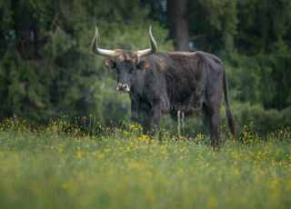Et si les vaches géantes se réinstallaient en Europe ? Quel est donc cet animal surprenant ?
