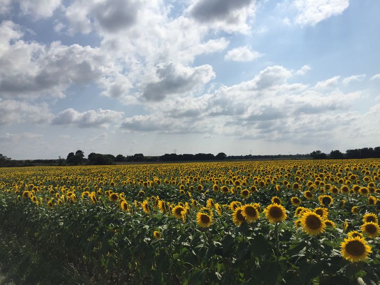 Été maussade : soleil et chaleur vont-ils revenir en août ? Été maussade : soleil et chaleur vont-ils revenir en août ?