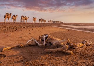 Ethiopia's worst drought in decades threatens millions