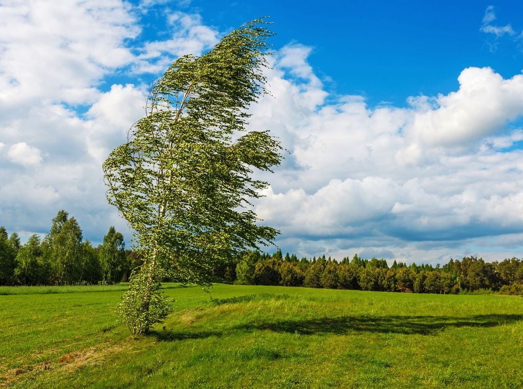 Viento