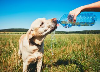 Etonnant : les chiens sont plus susceptibles de vous mordre quand il fait chaud !