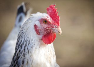 Étonnant ! Saviez-vous que les poules pouvaient rougir ? 