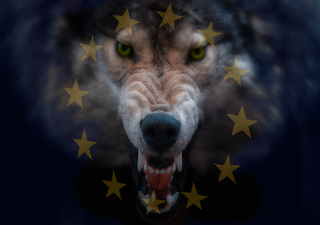 EU-Parlament lockert Wolfsschutz: Neue Regelung sorgt für Kontroversen zwischen Artenschutz und regionalen Konflikten