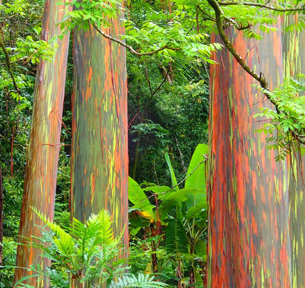 En vieillissant, un ensemble de taches multicolores apparaît sur l'écorce du tronc d'eucalyptus arc-en-ciel.