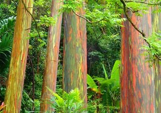 Eucalipto arco-íris: as espécies de eucalipto mais coloridas do mundo