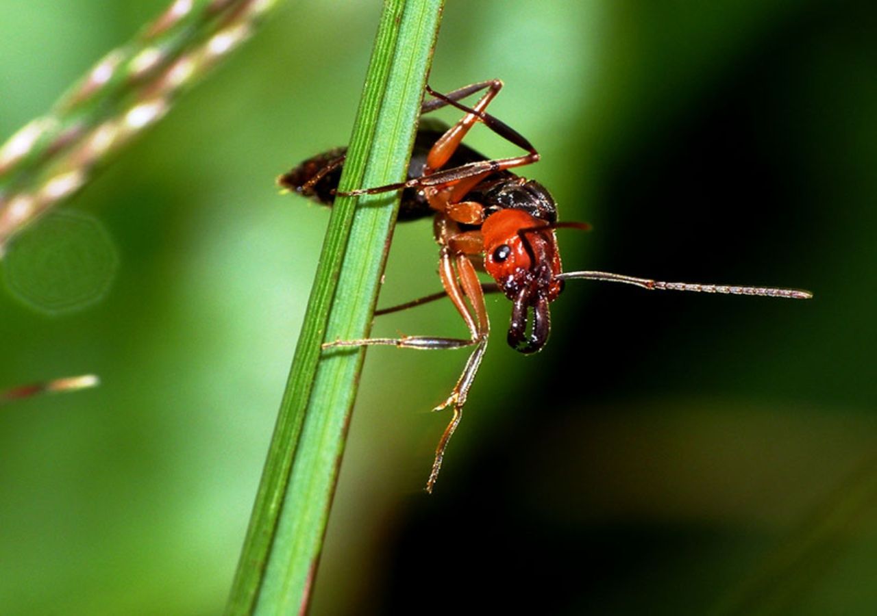 Le formiche argentine formano i più grandi organismi predatori del mondo