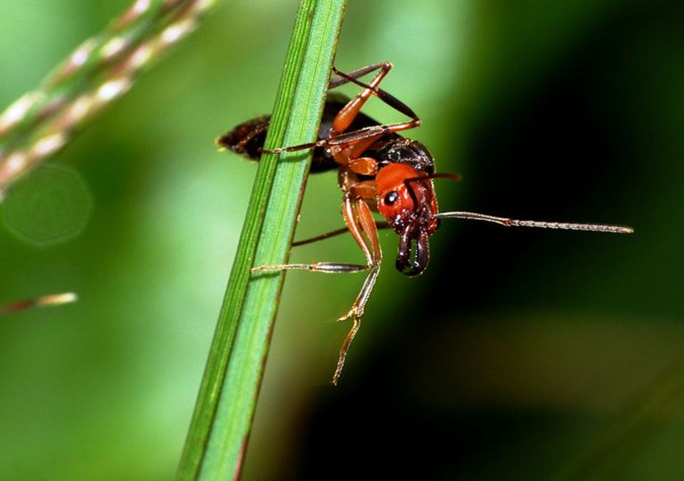 hormiga argentina