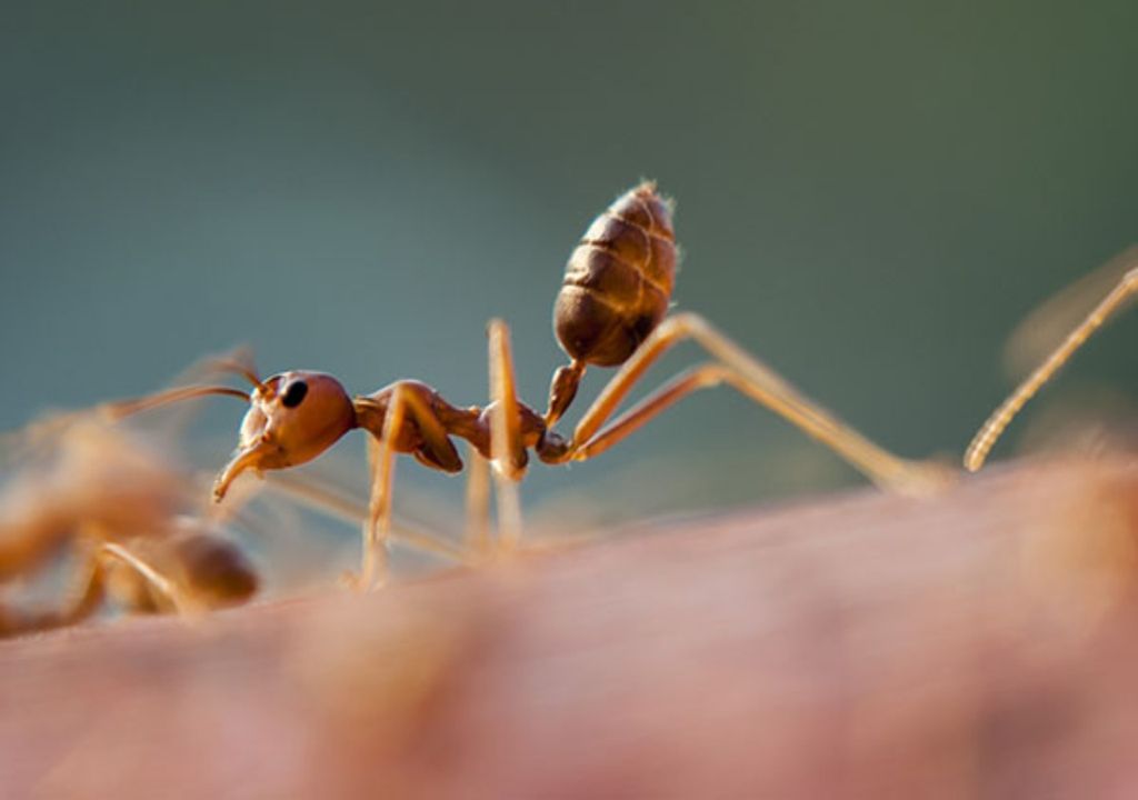 esportazione di formiche