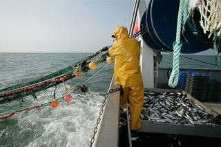 ¿Por qué la pesca de arrastre está en el punto de mira? Los detalles del nuevo acuerdo entre Europa y ministros de pesca