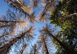Europas W&auml;lder unter Druck: K&uuml;nftig deutlich mehr Sch&auml;den durch Feuer, St&uuml;rme und Borkenk&auml;fer