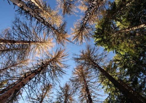 Europas W&auml;lder unter Druck: K&uuml;nftig deutlich mehr Sch&auml;den durch Feuer, St&uuml;rme und Borkenk&auml;fer