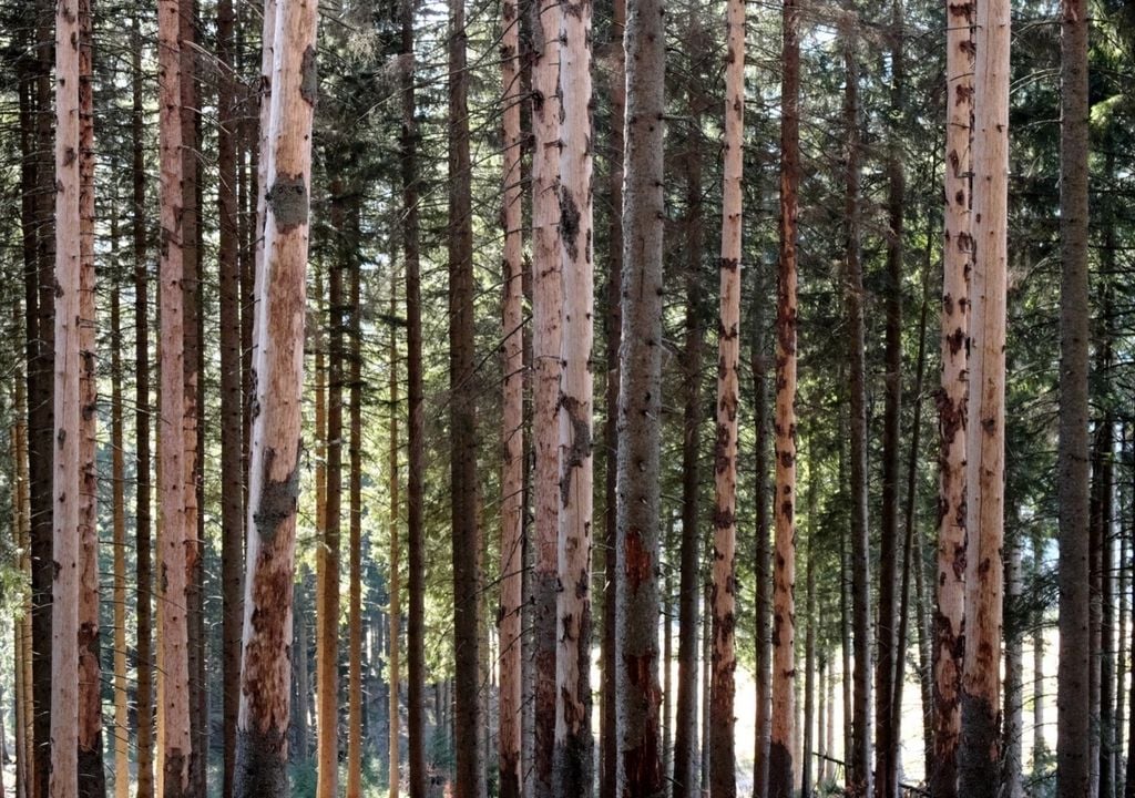 Wenn sich die globale Erwärmung nicht verlangsamt, wird sich die beschädigte Waldfläche bis zum Jahr 2100 mehr als verdoppeln. Bild: Rupert Seidl/TUM