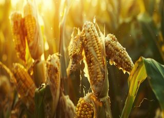 Europe : nos aliments sont-ils déjà contaminés par les mycotoxines