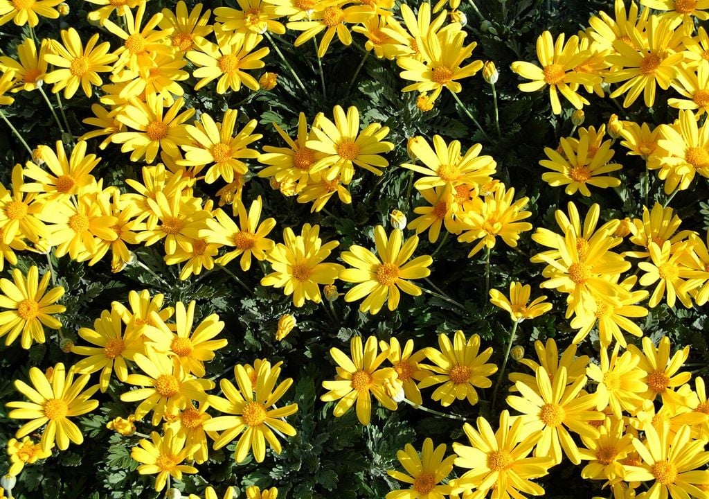 Margherita gialla (Euryops pectinatus)