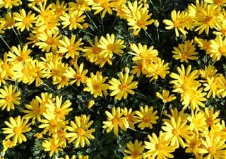 Euryops pectinatus, la margherita gialla sudafricana che illumina l&rsquo;inverno