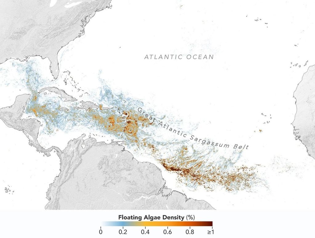 Mapa del Océano Atlántico que muestra la densidad de Sargassum de baja (azul) a alta (rojo) en junio de 2026, con las concentraciones más altas en el Atlántico tropical. Este mapa, basado en datos del instrumento OCI (Ocean Color Instrument) del satélite PACE (Plankton, Aerosol, Cloud, ocean Ecosystem) de la NASA, muestra una alta concentración de sargazo en el Atlántico tropical en junio de 2026. NASA Earth Observatory/Lauren Dauphin