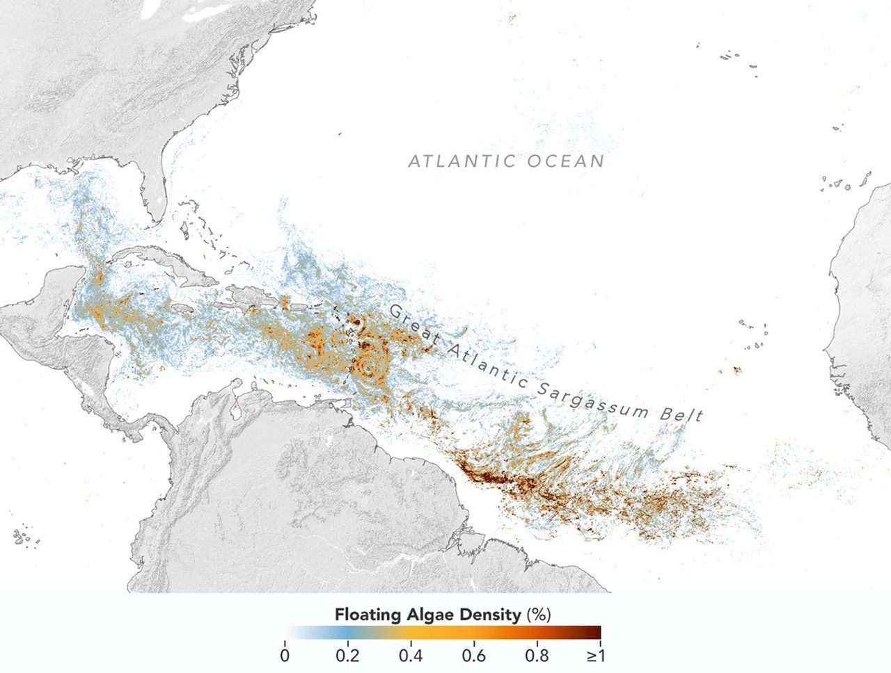 Mapa del Océano Atlántico que muestra la densidad de Sargassum de baja (azul) a alta (rojo) en junio de 2026, con las concentraciones más altas en el Atlántico tropical. Este mapa, basado en datos del instrumento OCI (Ocean Color Instrument) del satélite PACE (Plankton, Aerosol, Cloud, ocean Ecosystem) de la NASA, muestra una alta concentración de sargazo en el Atlántico tropical en junio de 2026. NASA Earth Observatory/Lauren Dauphin