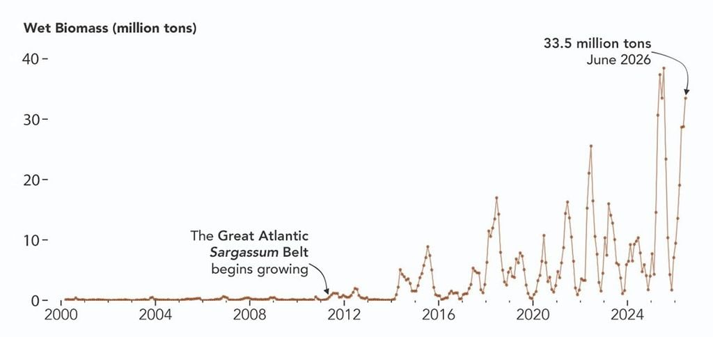 Un gráfico de la biomasa de Sargassum detectada por MODIS desde principios de la década de 2000, que muestra cantidades que aumentaron a partir de 2011, con picos progresivamente más altos hasta el verano de 2025 y 2026. NASA Earth Observatory/Lauren Dauphin