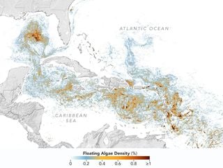 Evaluando el Gran Cintur&oacute;n de Sargazo del Atl&aacute;ntico Norte con su nuevo r&eacute;cord en extensi&oacute;n en 2026