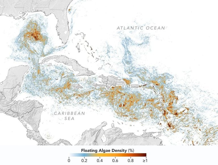 Evaluando el Gran Cintur&oacute;n de Sargazo del Atl&aacute;ntico Norte con su nuevo r&eacute;cord en extensi&oacute;n en 2026