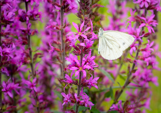 Eventos climáticos extremos estão a causar um declínio de insetos comuns
