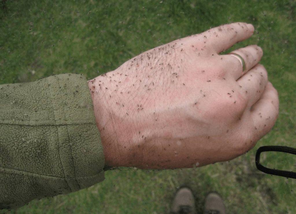 flebótomo, o mosca de la arena flebótomo, o mosca de la arena