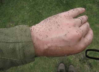 Un estudio revela que fenómenos meteorológicos extremos impulsaron brotes de Oropouche en Latinoamérica
