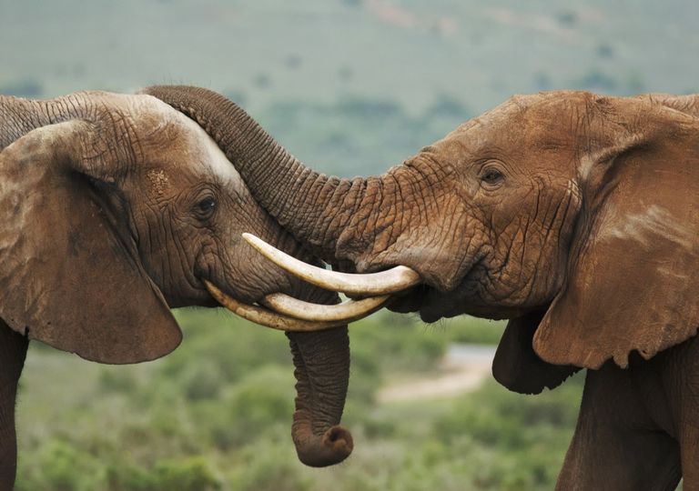 Ever wanted to speak fluent elephant? Now you can