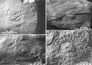 Momento clave en la evolución de la vida en la Tierra captado en fósiles de hace más de 560 millones de años