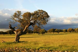 Evolución de las precipitaciones en el suroeste de la Península Ibérica (Extremadura) 