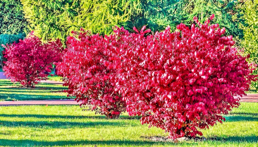 Euonymus alatus