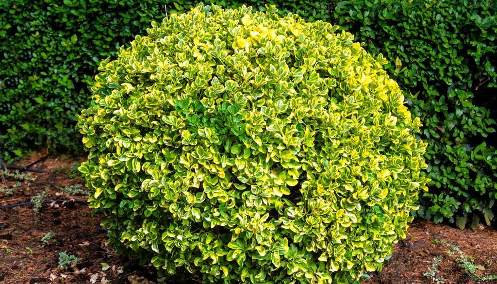 Un genere botanico dalle molteplici forme e sfumature