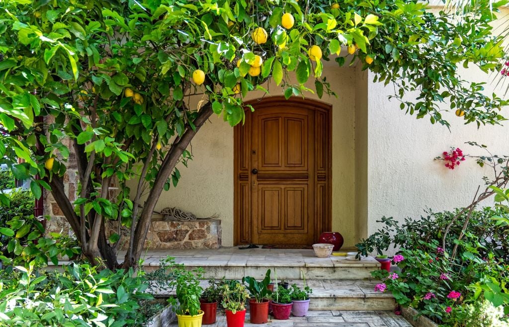 limon El limonero necesita al menos seis horas diarias de sol directo y un suelo con buen drenaje. El exceso de humedad puede favorecer enfermedades en las raíces.