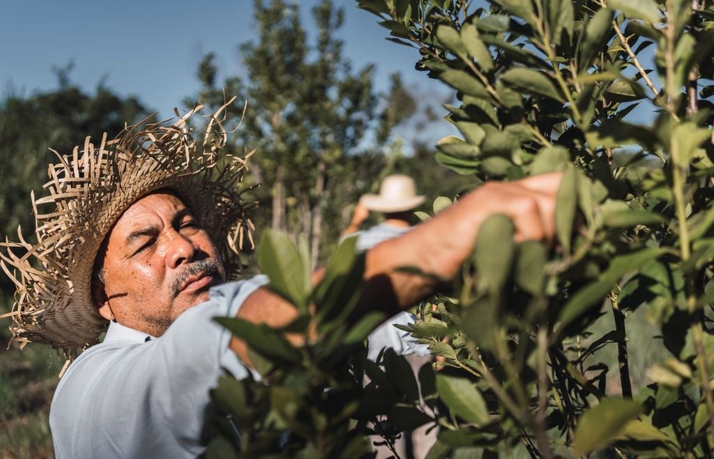 yerba La yerba mate puede superar los 10 metros de altura en ambientes naturales. En las plantaciones, las podas mantienen los árboles más bajos y facilitan la cosecha.