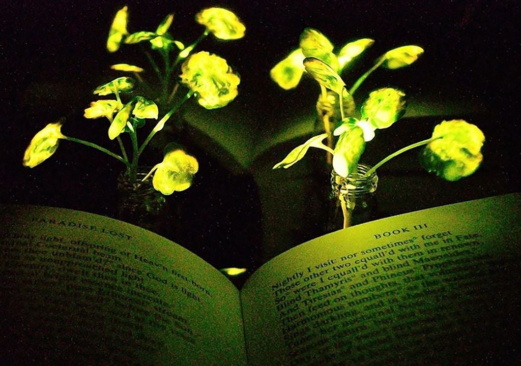 Plantas con luz
