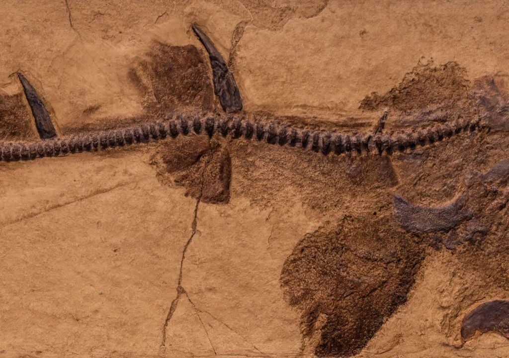 La asociación automática entre fósiles pequeños y adultos enanos ha resultado ser una simplificación excesiva