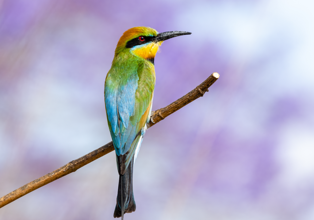 Natur, Streich, Schönheit, Kopie Blüten Natur, Streich, Schönheit, Kopie Blüten