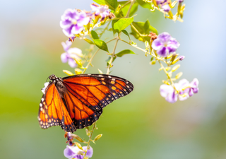 Expansão da monocultura de abacate e a ameaça às monarcas no México central