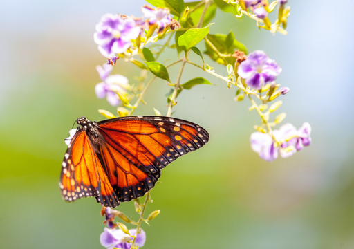 Expansão da monocultura de abacate e a ameaça às monarcas no México central